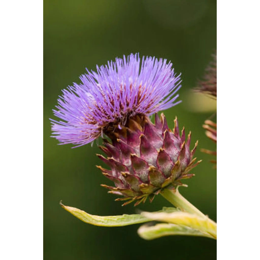 Love Your Liver – Liver, Kidney, Gall Bladder & Digestive Support | Natura Petz Organics