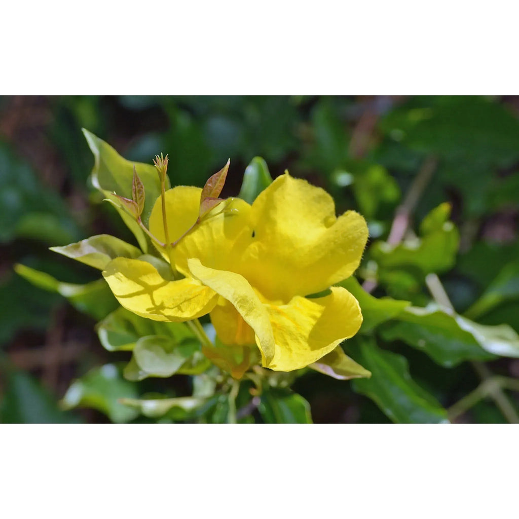 Cat’s Claw Powder – Immune & Inflammation Support | The Petz Kitchen