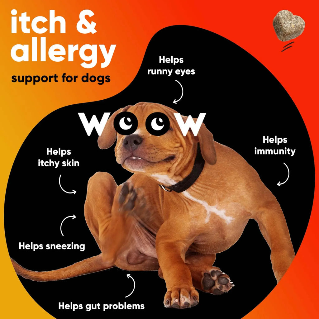 Allergy & Immunity Support Soft Chews | Dr. Woow