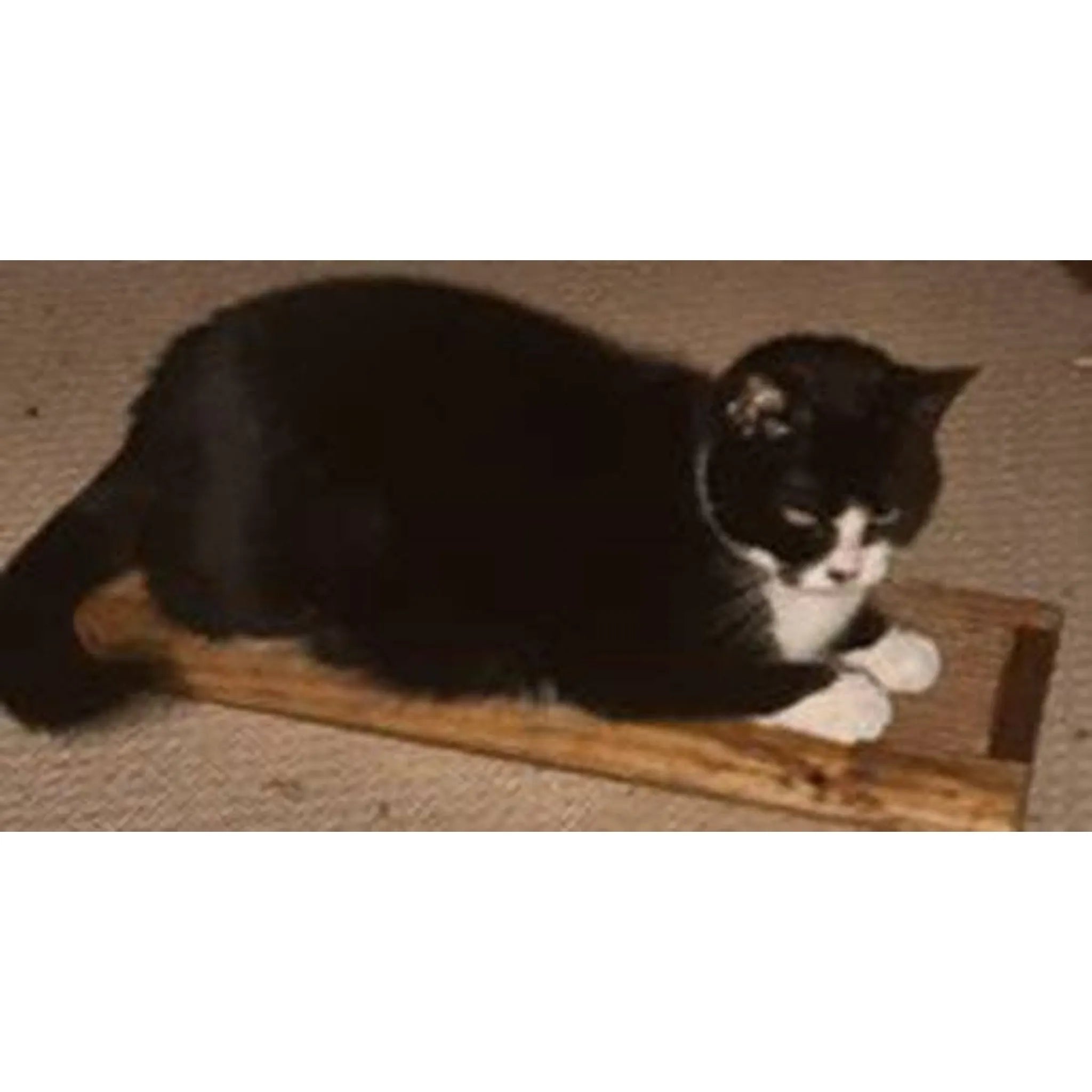 Wooden Cat Scratcher | Recycled Cardboard Insert + Catnip