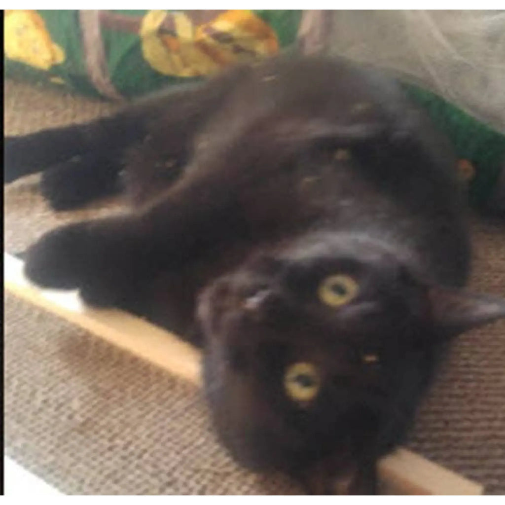 Wooden Cat Scratcher | Recycled Cardboard Insert + Catnip