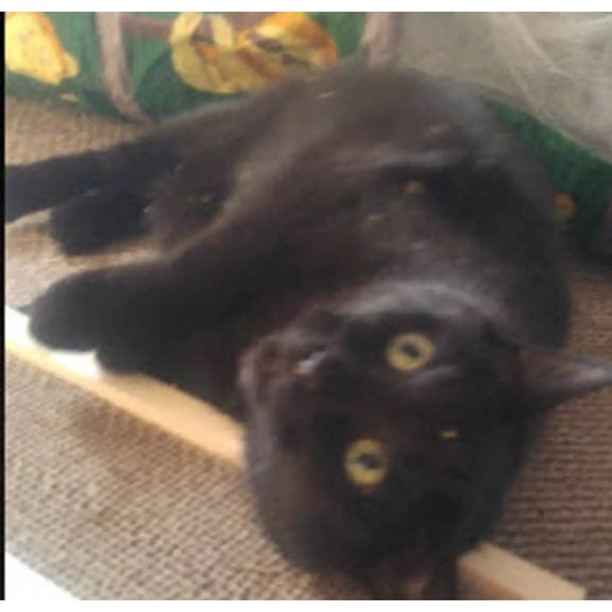 Wooden Cat Scratcher | Recycled Cardboard Insert + Catnip