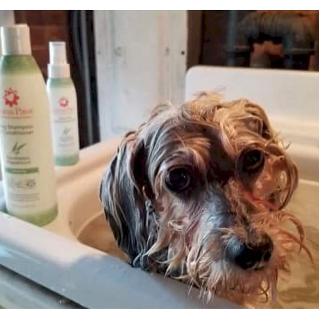 Eucalyptus Peppermint Energizing Shampoo & Conditioner | Aroma Paws