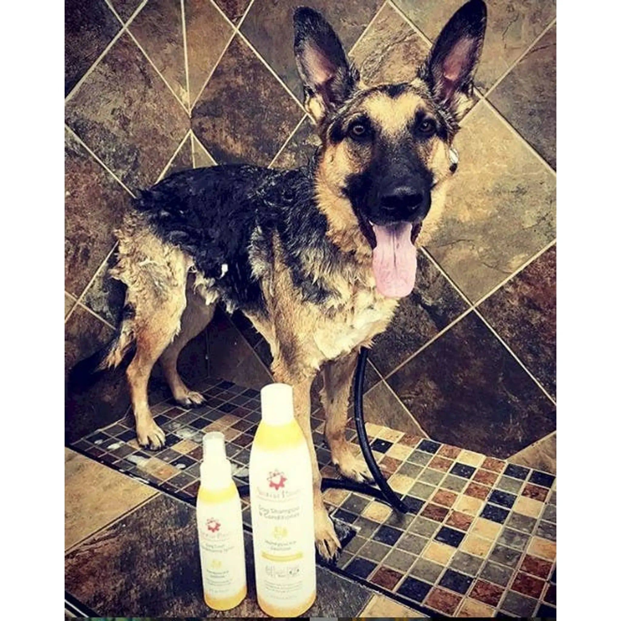 Honeysuckle Jasmine Dry Skin Shampoo & Conditioner | Aroma Paws