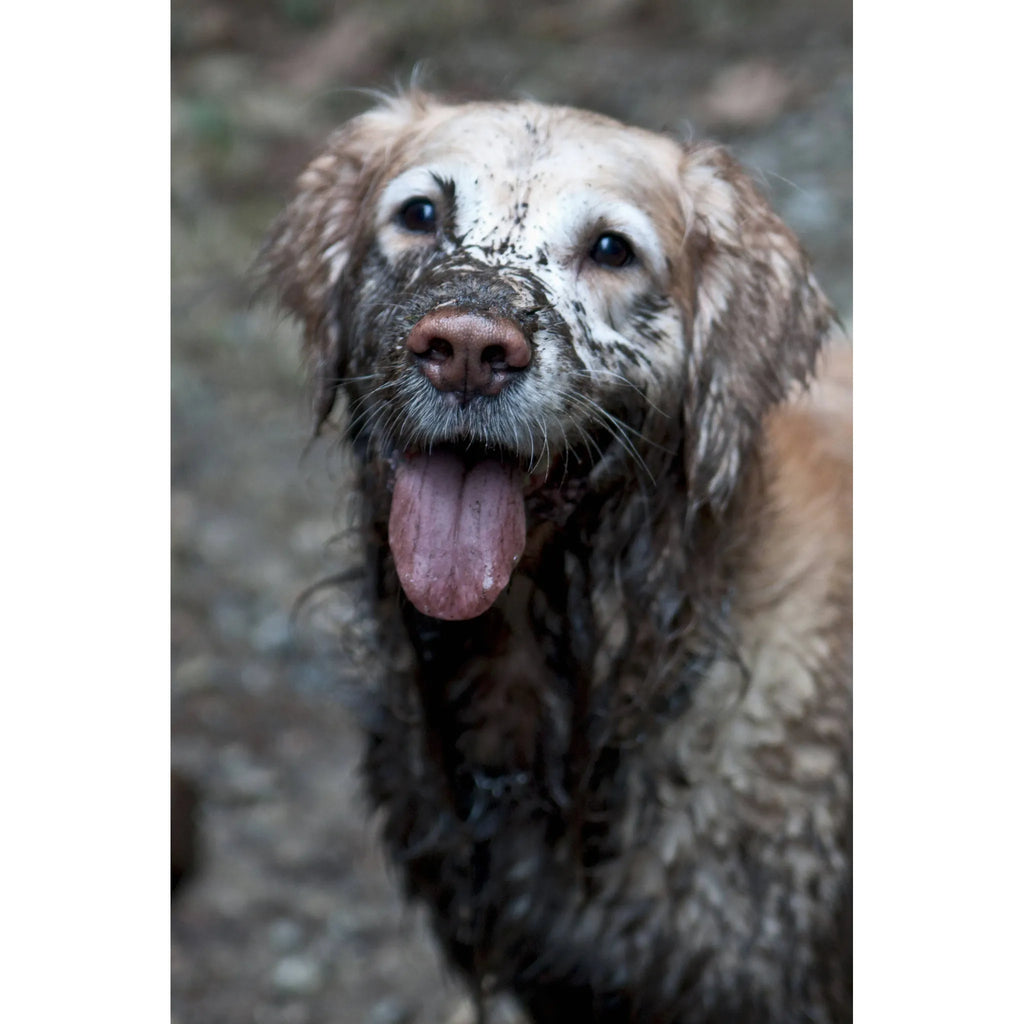 Mandarin Ginger Deep Clean Shampoo & Conditioner | Aroma Paws