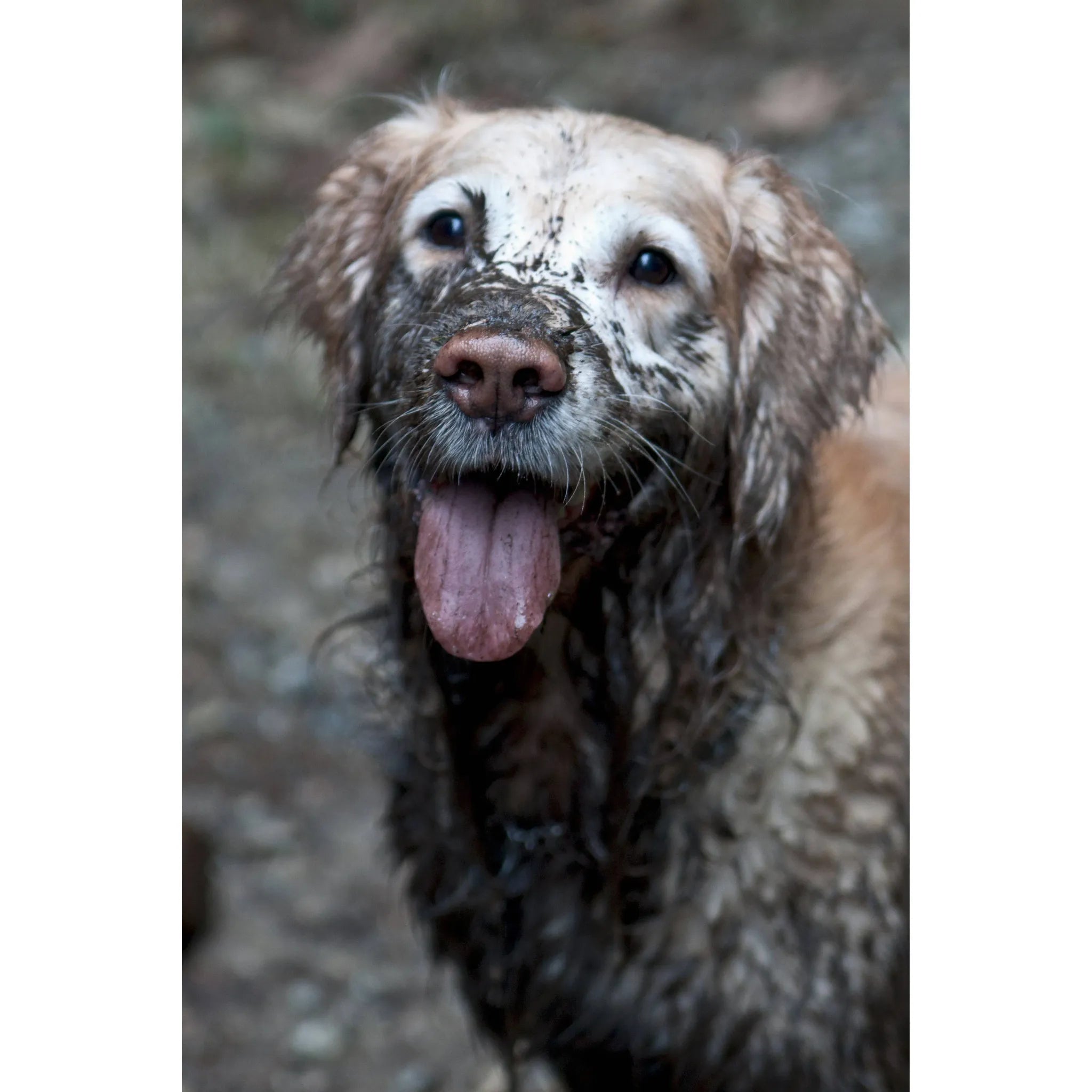 Mandarin Ginger Deep Clean Shampoo & Conditioner | Aroma Paws