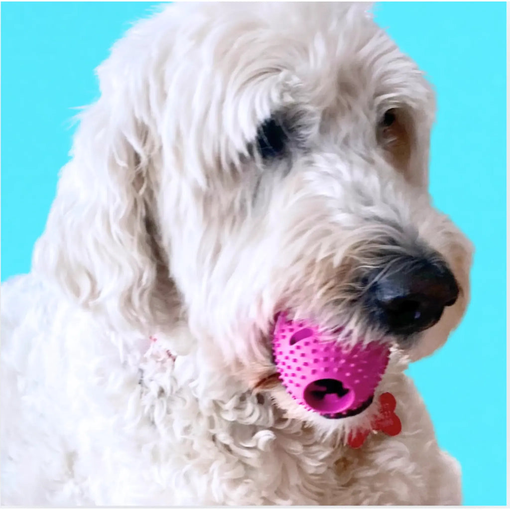 Natural Rubber Football Oral Care Toy | Dental Chew for Dogs | Chewmate