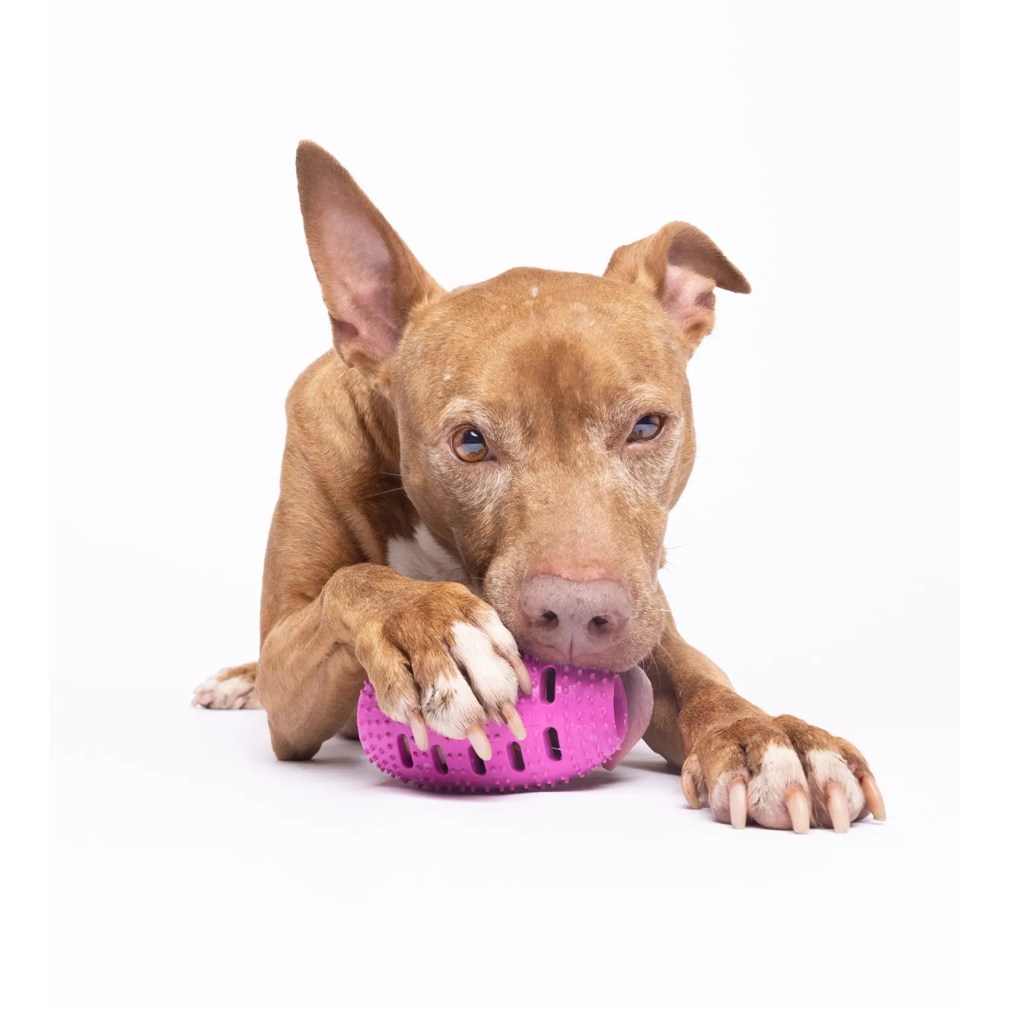 Natural Rubber Football Oral Care Toy | Dental Chew for Dogs | Chewmate