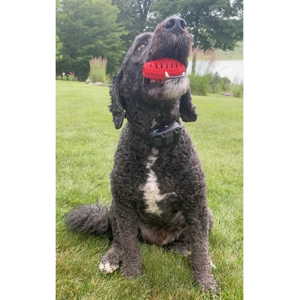 Natural Rubber Football Oral Care Toy | Dental Chew for Small Dogs & Puppies | ChewMate