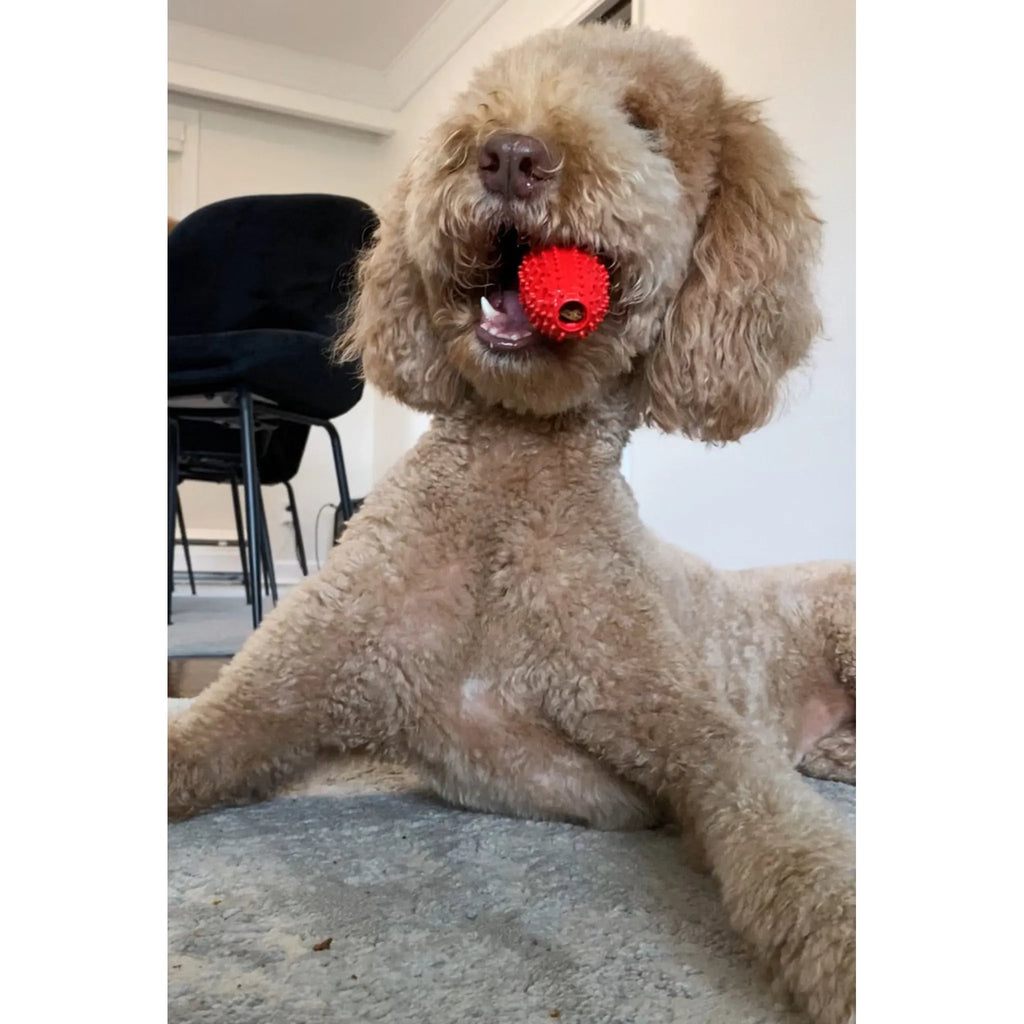 Natural Rubber Football Oral Care Toy | Dental Chew for Small Dogs & Puppies | ChewMate