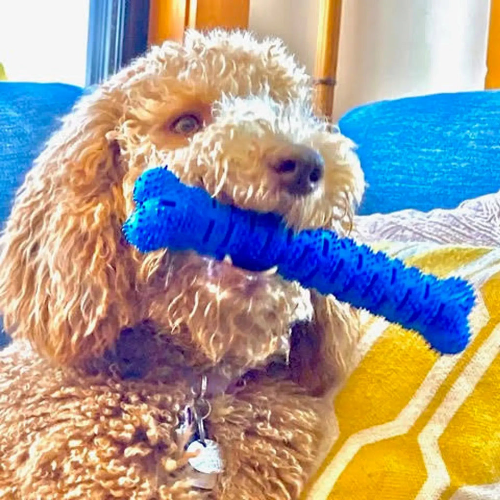 Natural Rubber Toothbrush Bone | Dental Chew Toy for Dogs | Chewmate