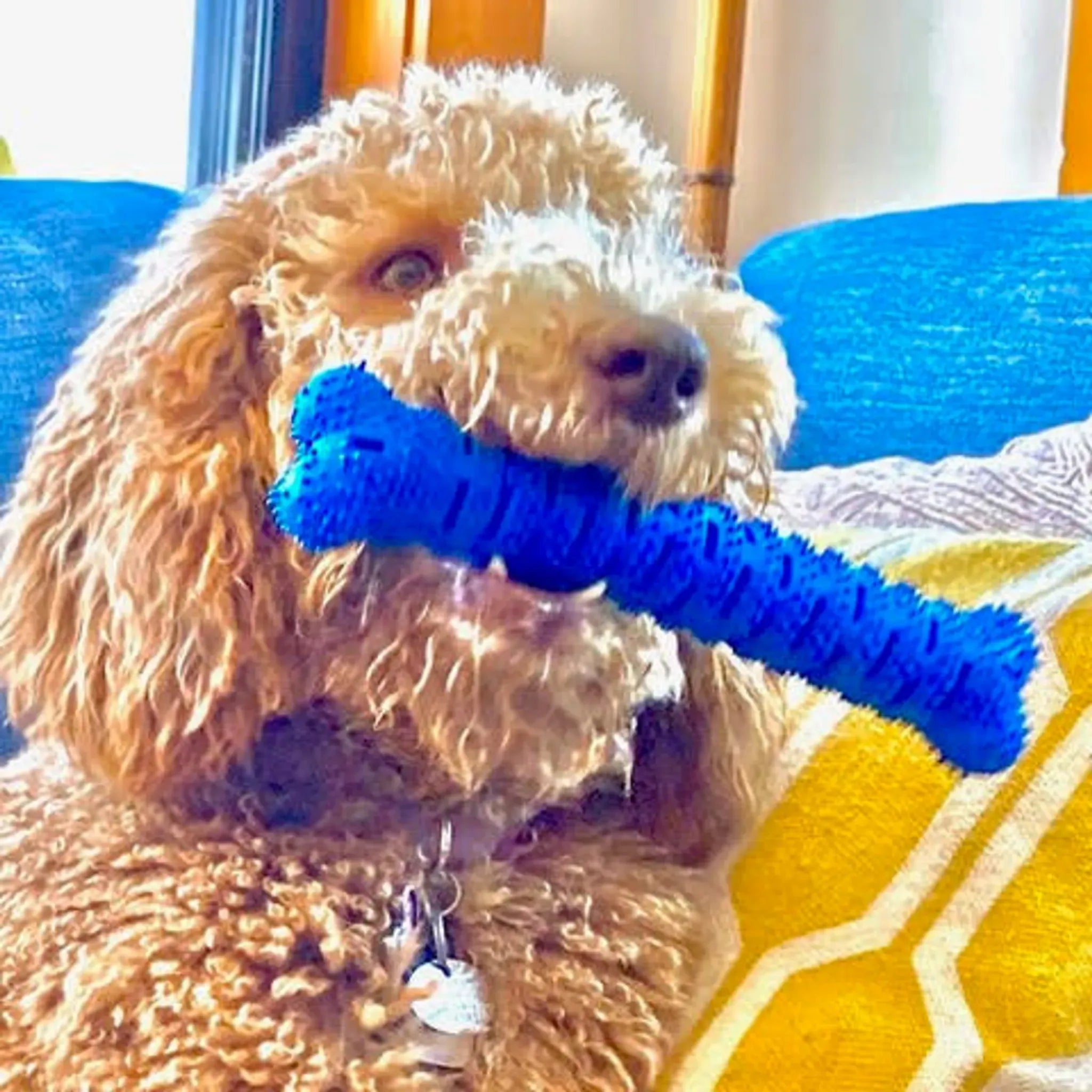 Natural Rubber Toothbrush Bone | Dental Chew Toy for Dogs | Chewmate