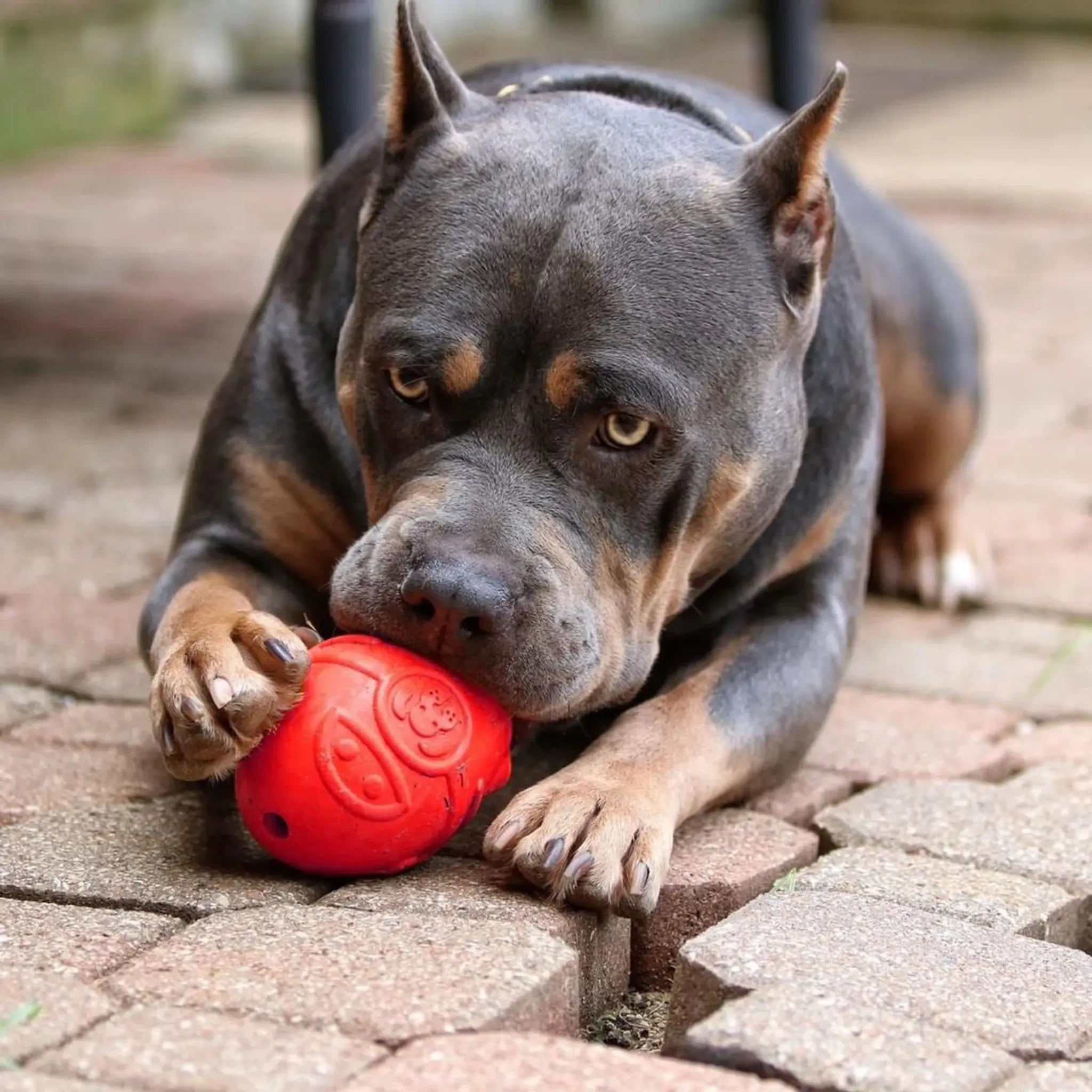 Rocketman Durable Rubber Chew & Treat Dispenser | SodaPup