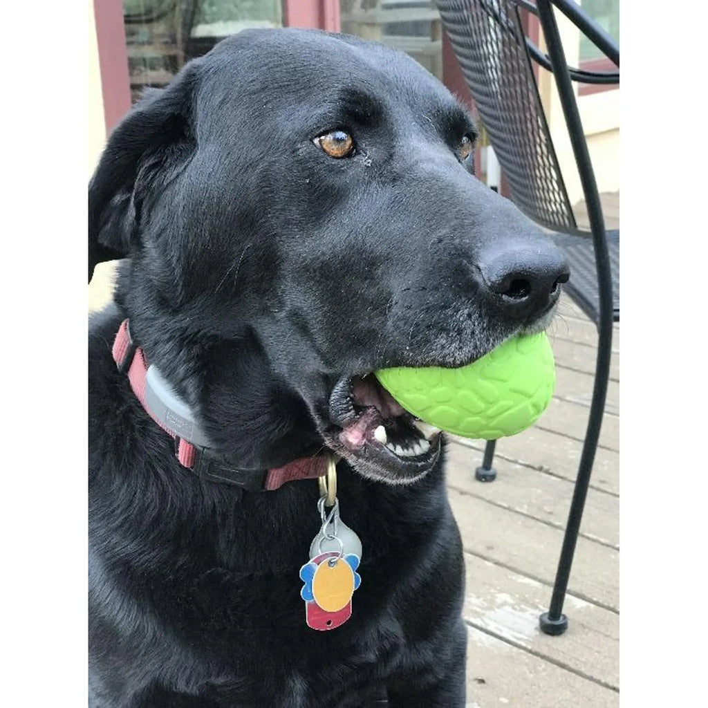 Dinosaur Egg Dog Chew Toy & Treat Dispenser | SodaPup