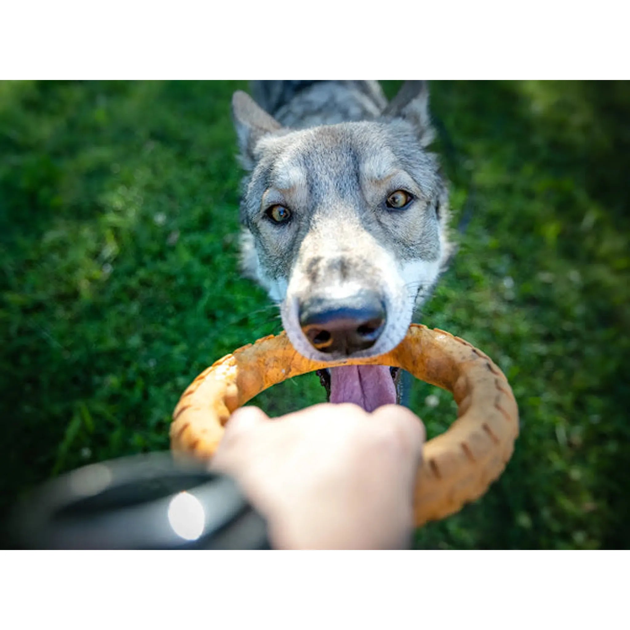Gnaw Guard Floating Foam Chew Toys | Spunky Pup